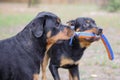 10 month old male and 3 year old female purebred rottweilers playing with a toy