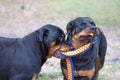 10 month old male and 3 year old female purebred rottweilers playing with a toy