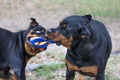 10 month old male and 3 year old female purebred rottweilers playing with a toy