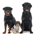 Rottweilers and lagotto romagnolo