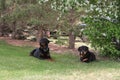 Rottweilers laying on grass