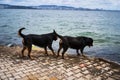 Rottweilers play on the pier on Prince\'s Island overlooking Istanbul