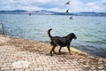 Rottweilers play on the pier on Prince\'s Island overlooking Istanbul