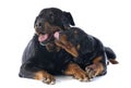 Rottweilers Royalty Free Stock Photo