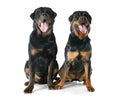 Rottweilers