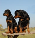 Rottweilers: puppy and adult Royalty Free Stock Photo