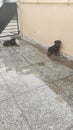 Rottweilers puppy