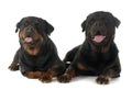 Rottweilers