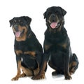 Rottweilers