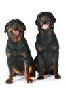 Rottweilers