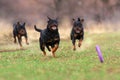 Rottweilers run with toys