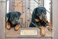 Rottweilers