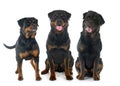 rottweilers in studio