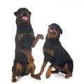 rottweilers in studio