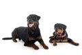 Rottweilers in studio