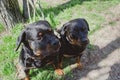 Rottweilers. Two dogs on leashes tied to a tree trunk. Male and Royalty Free Stock Photo