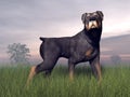 Rottweiller dog - 3D render Royalty Free Stock Photo