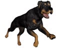 Rottweiller dog running - 3D render Royalty Free Stock Photo