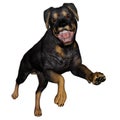 Rottweiller dog runnning - 3D render Royalty Free Stock Photo