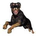 Rottweiller dog runnning - 3D render Royalty Free Stock Photo