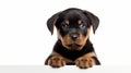 Close-up Shot Of Black And Tan Rottweiler Puppy On White Background Royalty Free Stock Photo