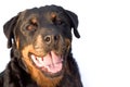 Rotweiller Royalty Free Stock Photo