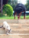 Rotweiller vs Cat Royalty Free Stock Photo