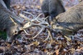 Two red deer males fighting with their antlers for food in late autumn Royalty Free Stock Photo