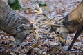 Two red deer males fighting with their antlers for food in late autumn Royalty Free Stock Photo