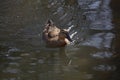 Rouen Duck Hen Royalty Free Stock Photo