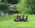 Rouen ducks