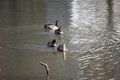 Rouen Ducks Swimming