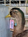 Anas platyrhynchos domesticus, Rouen duck Royalty Free Stock Photo