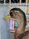 Anas platyrhynchos domesticus, Rouen duck Royalty Free Stock Photo