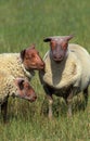 Rouge de l`Ouest Domestic Sheeps, a French Breed Royalty Free Stock Photo