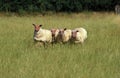 Rouge de l`Ouest Sheep, a French Breed, Herd standing in Meadow Royalty Free Stock Photo