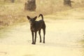 A rouge looking black stray, street dog is on a road. Instinctly loyal and protective animal is mostly domesticated Royalty Free Stock Photo