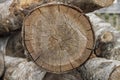 Rough aged wood textured tree rings. Black and white cut tree slice isolated on white showing age and years