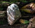 Rough Astrophyllite in matrix specimen from Russia on a tree bark in the forest. Other names: Aastrophyllite, Asterophyll