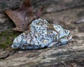 Rough Astrophyllite in matrix specimen from Russia on a tree bark in the forest. Other names: Aastrophyllite, Asterophyll