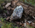 Rough Astrophyllite in matrix specimen from Russia on a tree bark in the forest. Other names: Aastrophyllite, Asterophyll