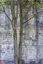 Rough background of old brick wall shabby stucco and trees, vertical shot Royalty Free Stock Photo