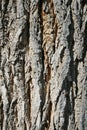 Rough bark Royalty Free Stock Photo
