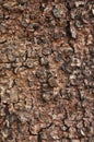 Rough bark Royalty Free Stock Photo