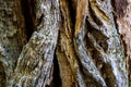 Rough bark on elder tree close up shot Royalty Free Stock Photo