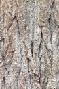 Rough bark on mature trunk of poplar tree close up Royalty Free Stock Photo