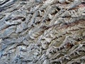 Rough bark of old oak tree - as a natural texture - background