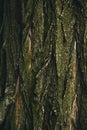 Natural background. Bark texture