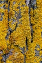 Rough bark old tree overgrown in places with yellow-orange moss, fungus close-up Royalty Free Stock Photo