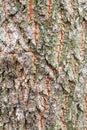 Rough bark on old trunk of ash tree close up Royalty Free Stock Photo